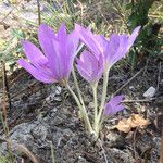 Colchicum lusitanum 整株植物