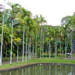 Areca catechu Habit