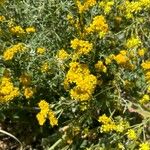 Eriophyllum confertiflorum Квітка