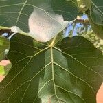 Ficus abutilifolia Лист