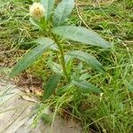 Alternanthera philoxeroides その他の提案