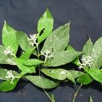 Rudgea cornifolia Beste bat