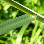 Bromus catharticus Leaf