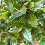 Quercus agrifolia Hoja
