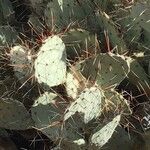 Opuntia macrocentra List