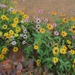 Zinnia angustifoliaFlower