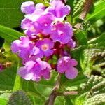 Lantana megapotamica