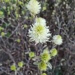 Fothergilla gardenii Кветка