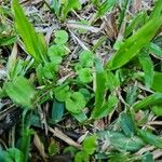 Dichondra carolinensis Feuille