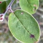 Cotoneaster integerrimus Likasa