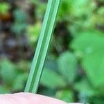 Carex pallescens Ліст