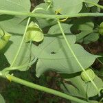 Passiflora platyloba Blad