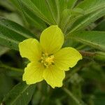 Ludwigia adscendens Blüte