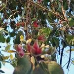 Erianthemum dregei Fruit