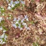 Limonium lobatum Flower