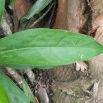 Brunfelsia pauciflora Blatt