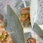 Eucalyptus pulverulenta Fruitua