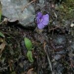 Pinguicula grandiflora Fula