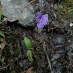 Pinguicula grandiflora Кветка