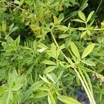 Medicago sativa Blatt