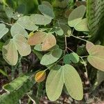 Bauhinia tomentosa 葉