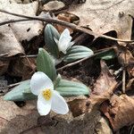 Trillium nivale Staniste