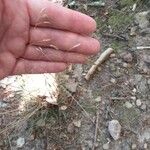 Deschampsia flexuosa Blüte