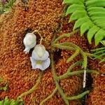 Utricularia alpina 花