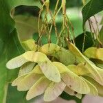 Acer cappadocicum Fruit