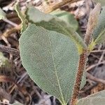 Cordia monoica Hoja