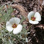 Calochortus bruneaunis Fiore