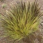 Aristida adscensionis (عادة)