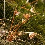 Juncus capitatus Характер