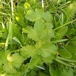 Heracleum sphondyliumLeaf