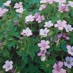 Geranium endressii Квітка