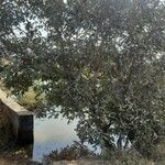 Syzygium guineense Hábito