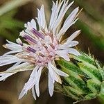 Volutaria boranensis Λουλούδι