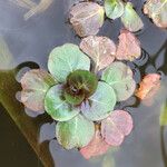 Ludwigia peploides 叶