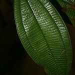 Miconia tschudyoides Leaf