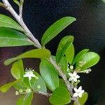 Erythroxylum emarginatum Φύλλο