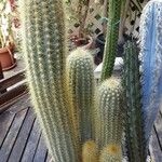 Pilosocereus tillianus Hábito