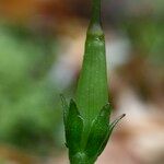 Soldanella villosa Fruit