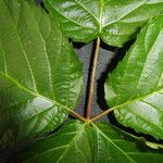 Rubus polonicus Leaf