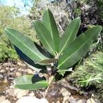 Calophyllum caledonicum Deilen