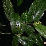 Ardisia standleyana Otro