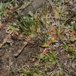 Alchemilla pinnata عادت