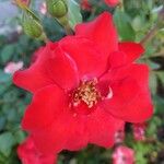 Rosa cinnamomea Blomst