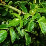 Rosa micrantha 葉