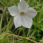 Nicotiana quadrivalvis Flor