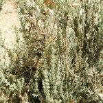 Rosmarinus tomentosus Bark